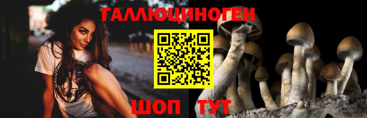 Псилоцибиновые грибы GOLDEN TEACHER Грозный